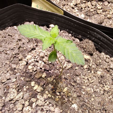 24k 2 growlog timeline photo