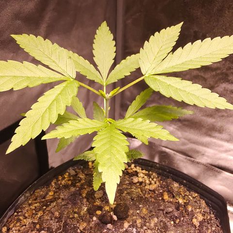 Sweet 2 growlog timeline photo