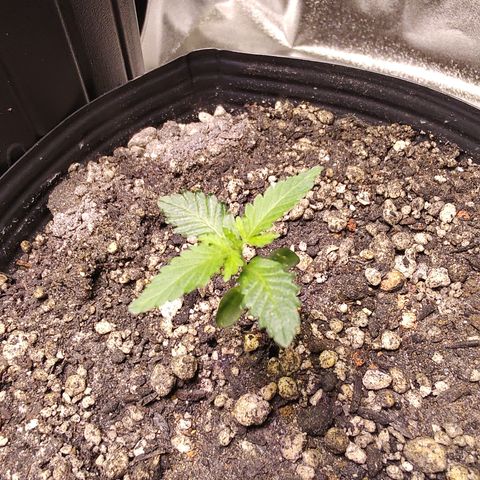 24 k growlog timeline photo