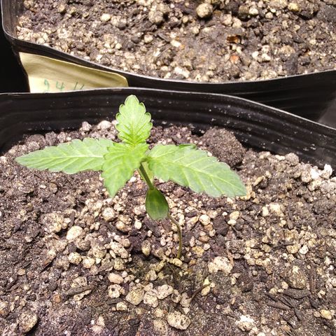 24k 2 growlog timeline photo