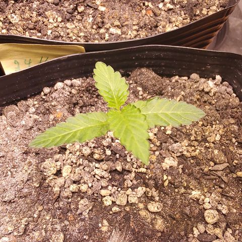 24k 2 growlog timeline photo