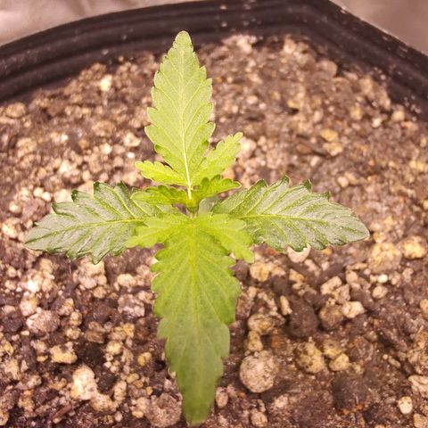 24 k growlog timeline photo
