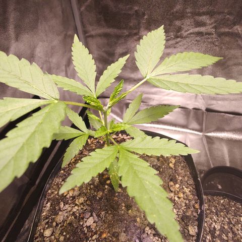 Sweet 2 growlog timeline photo