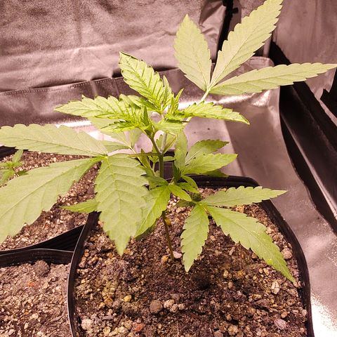 Sweet 2 growlog timeline photo