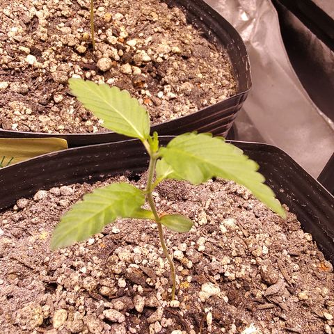24k 2 growlog timeline photo