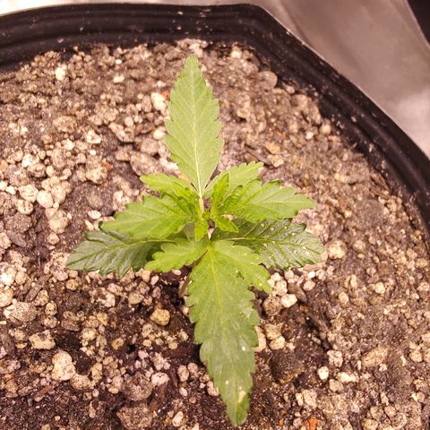 24 k growlog timeline photo