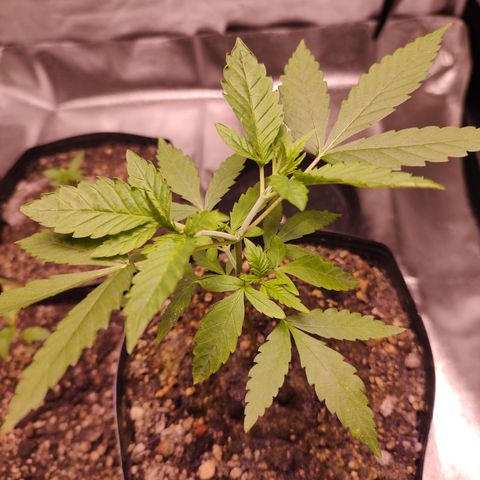 Sweet 2 growlog timeline photo