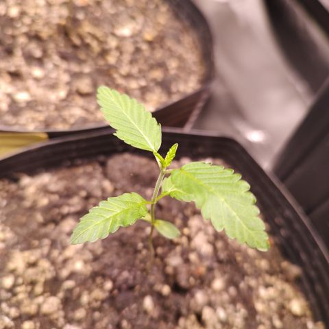 24k 2 growlog timeline photo
