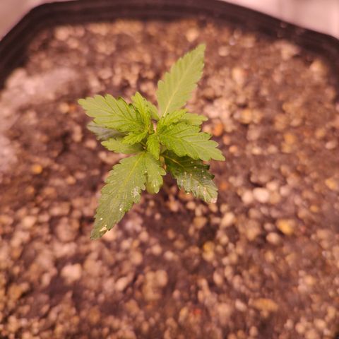 24 k growlog timeline photo