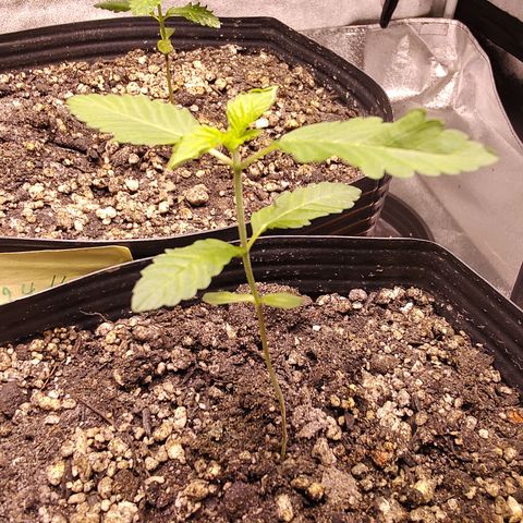 24k 2 growlog timeline photo