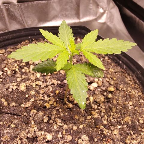 24 k growlog timeline photo