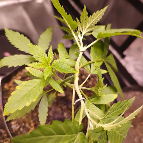 Sweet 2 growlog timeline photo