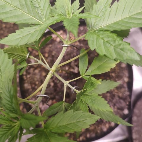 Sweet 2 growlog timeline photo
