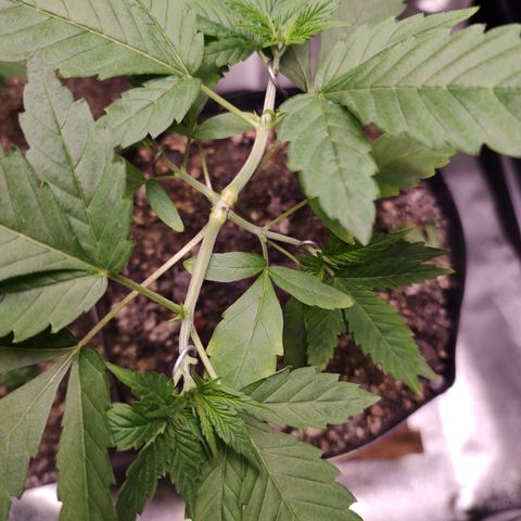 Sweet 2 growlog timeline photo