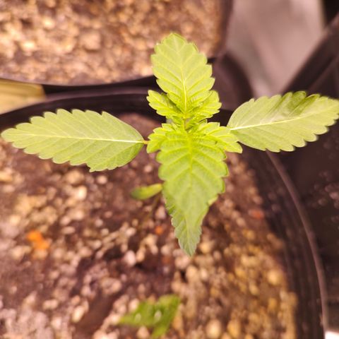 24k 2 growlog timeline photo