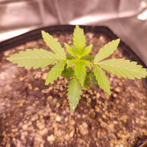 24 k growlog timeline photo