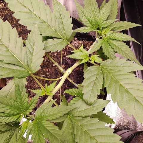 Sweet 2 growlog timeline photo