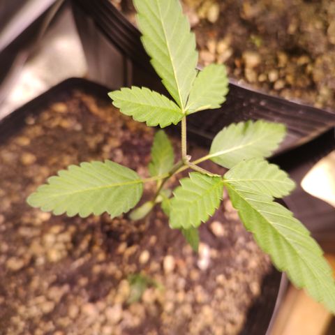 24k 2 growlog timeline photo