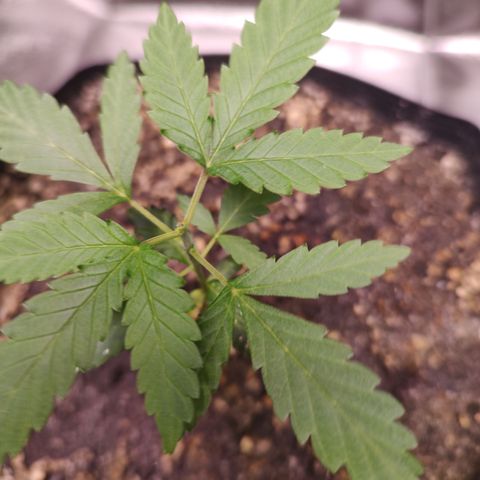 24 k growlog timeline photo