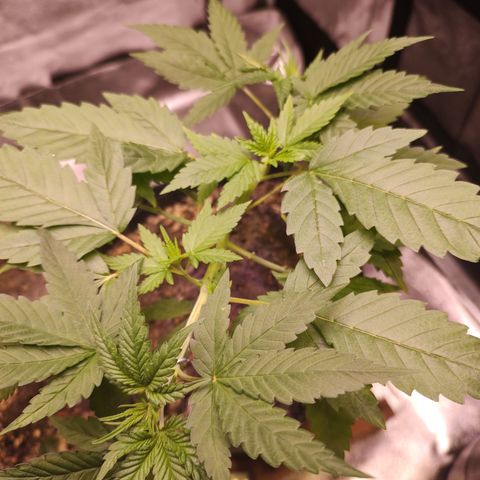 Sweet 2 growlog timeline photo