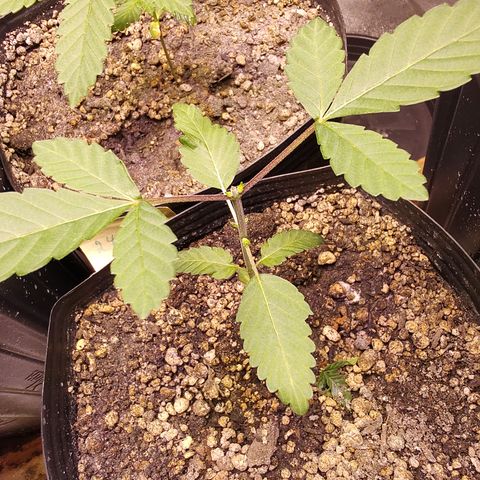 24k 2 growlog timeline photo