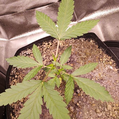24 k growlog timeline photo