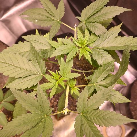 Sweet 2 growlog timeline photo