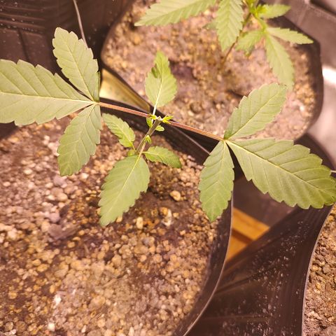 24k 2 growlog timeline photo