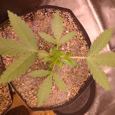 24 k growlog timeline photo
