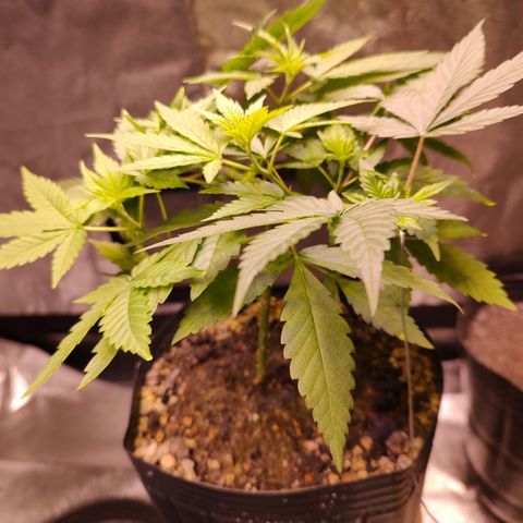 Sweet 2 growlog timeline photo