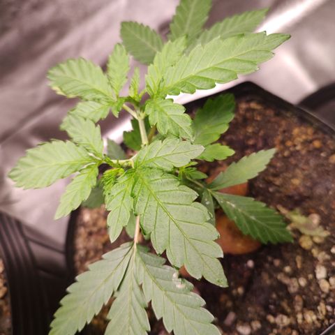 24 k growlog timeline photo