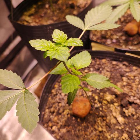 24k 2 growlog timeline photo