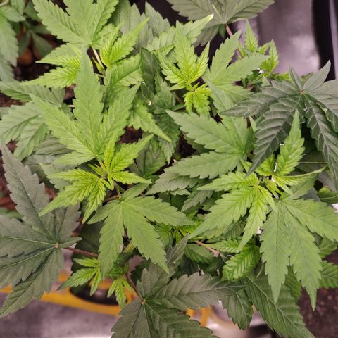 Sweet 2 growlog timeline photo