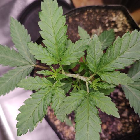 24 k growlog timeline photo