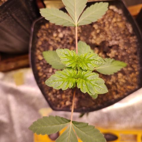 24k 2 growlog timeline photo