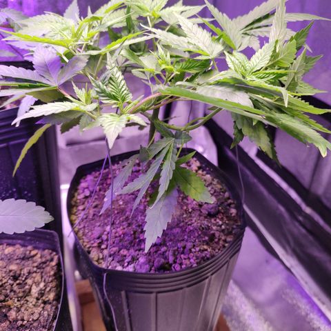 Sweet 2 growlog timeline photo