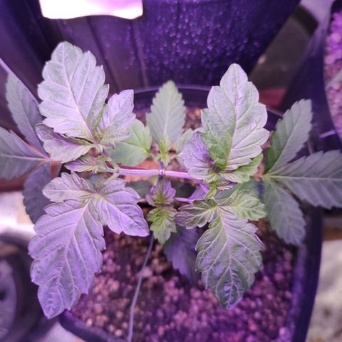 24k 2 growlog timeline photo