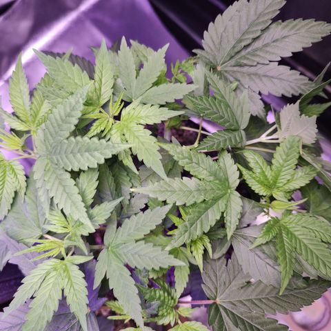 Sweet 2 growlog timeline photo