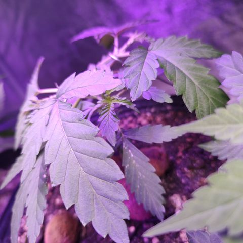 24 k growlog timeline photo