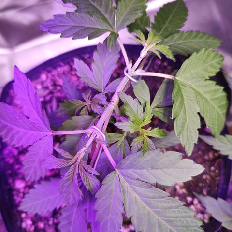 24 k growlog timeline photo