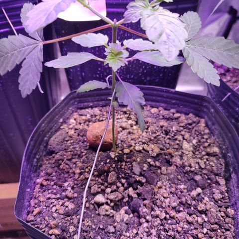 24k 2 growlog timeline photo