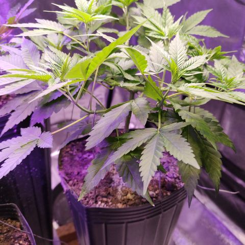 Sweet 2 growlog timeline photo