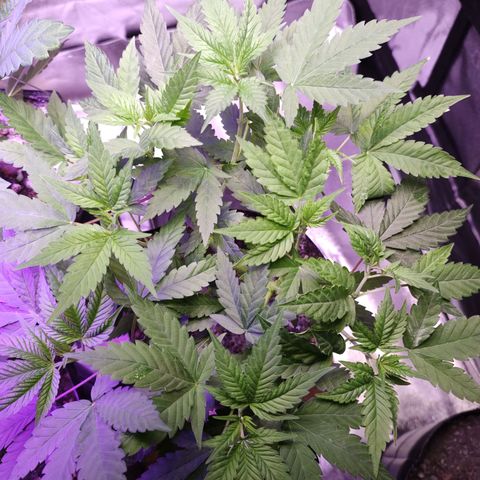 Sweet 2 growlog timeline photo
