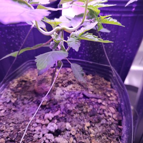 24k 2 growlog timeline photo