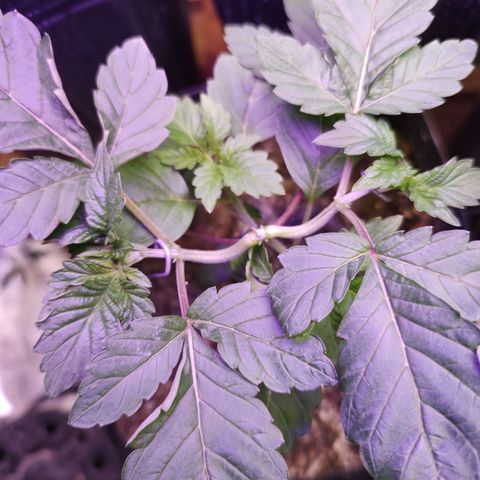 24k 2 growlog timeline photo