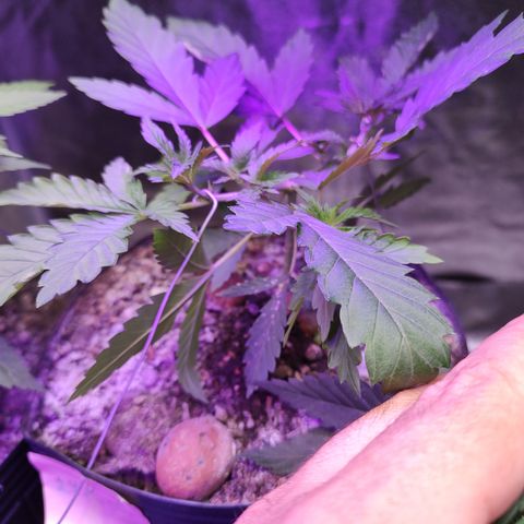 24 k growlog timeline photo