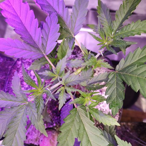 24k 2 growlog timeline photo