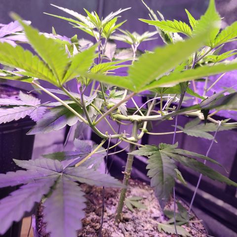 Sweet 2 growlog timeline photo