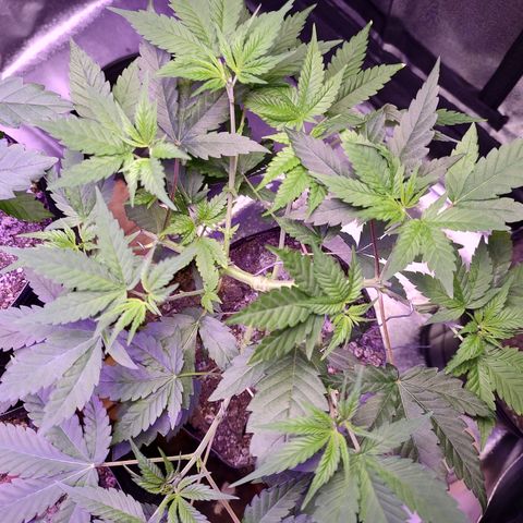 Sweet 2 growlog timeline photo