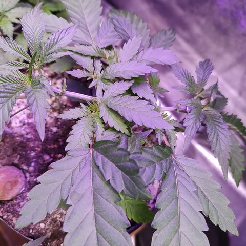 24 k growlog timeline photo